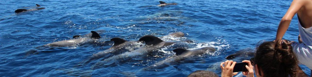 Avistar animales marinos en Tenerife Avistar animales marinos en Tenerife