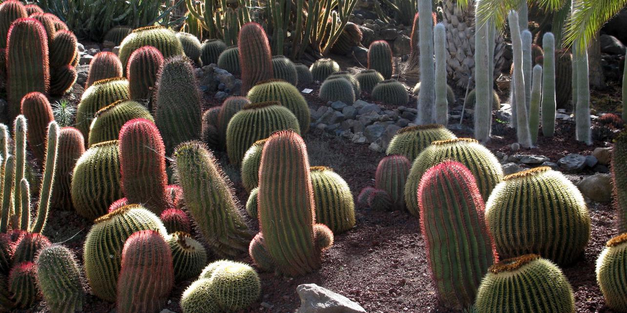 Cactualdea Cactualdea
