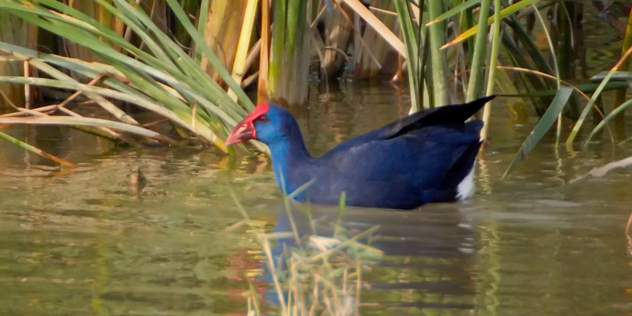 Parque Natural de S'Albufera Parque Natural de S'Albufera