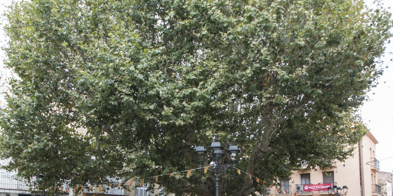 Árbol centenario Árbol centenario